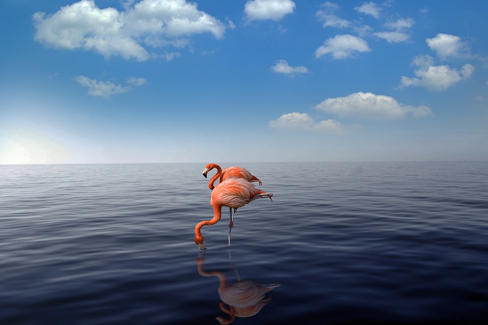 flamingo-4026050_960_720.jpg