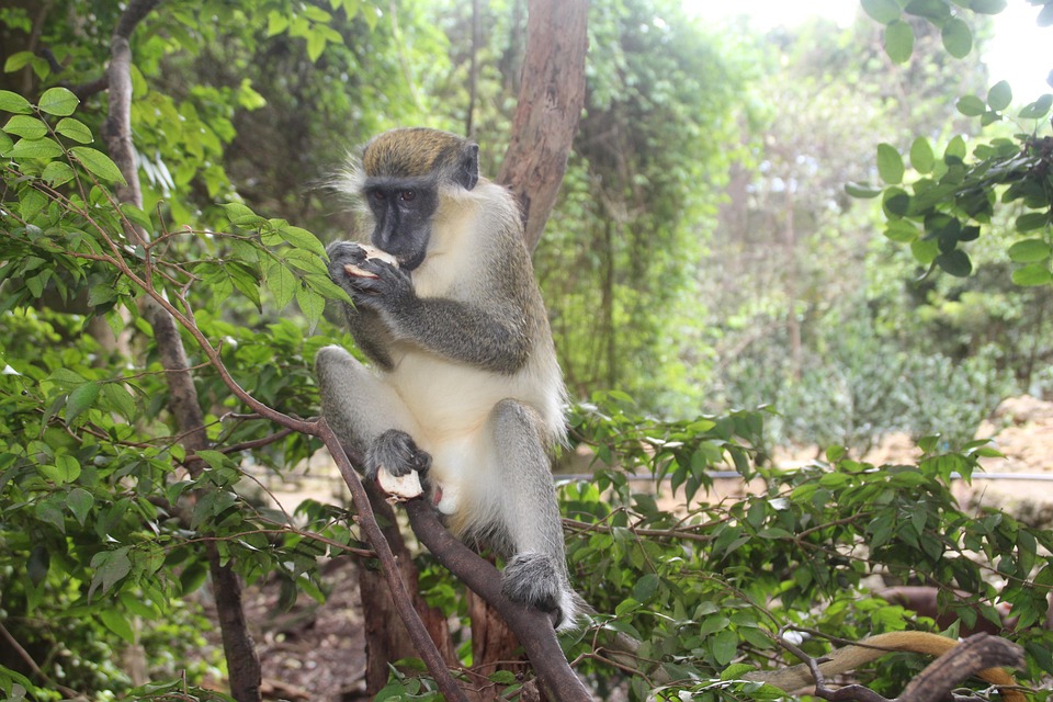 monkey-2664577_960_720.jpg