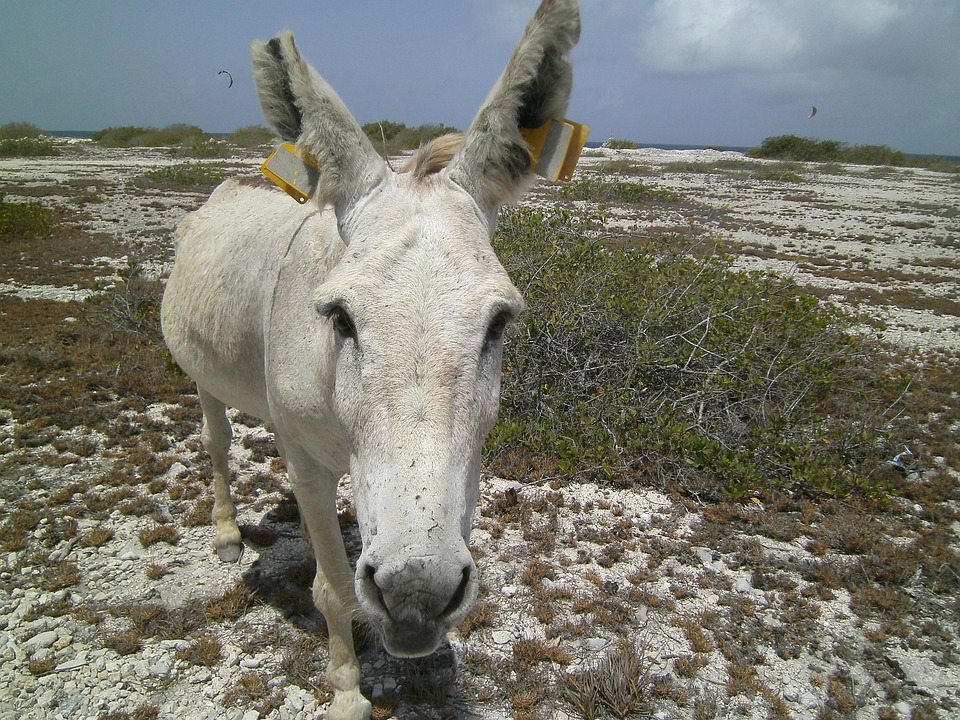 donkey-2662005_960_720.jpg