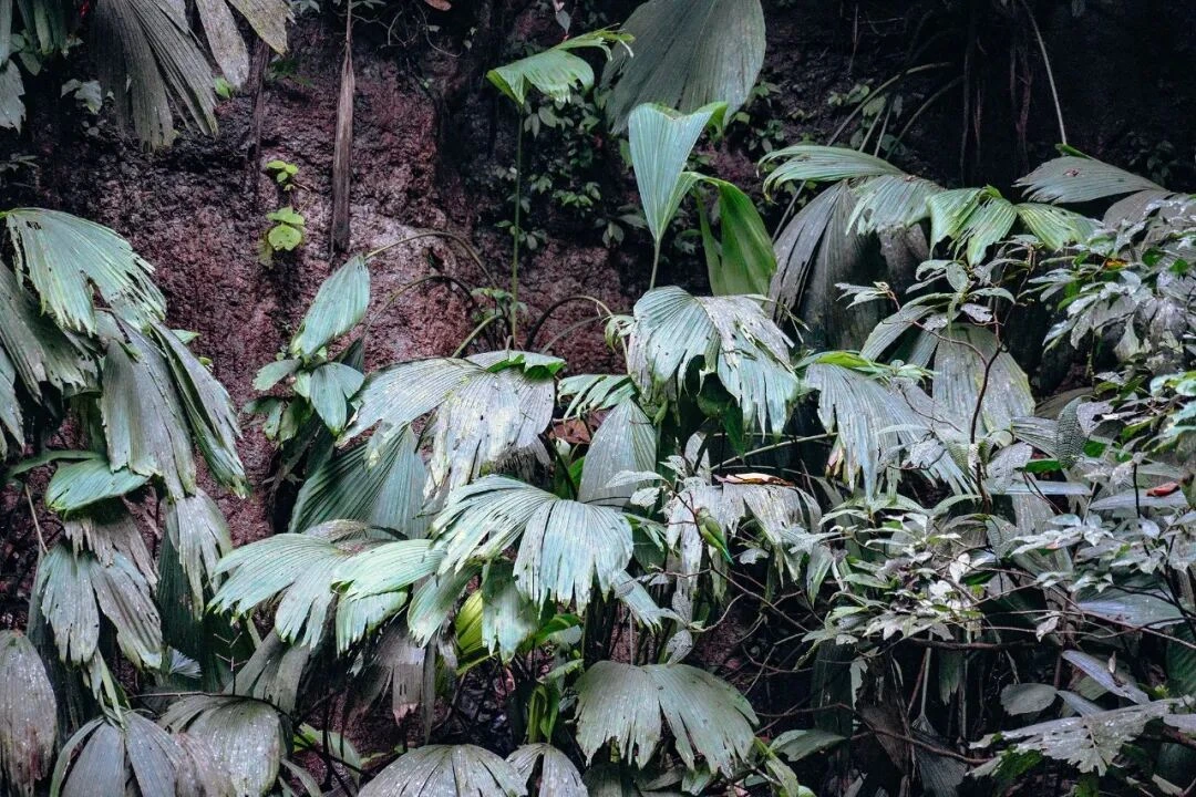 亚马逊雨林全览旅行影像 3