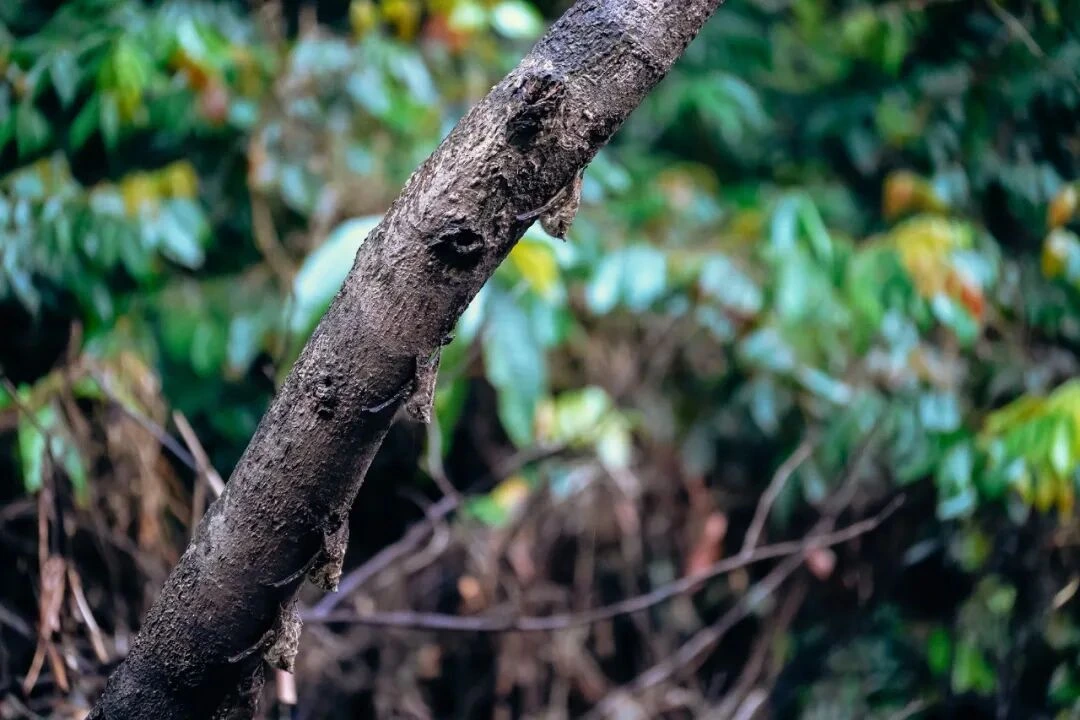 亚马逊雨林全览旅行影像 6