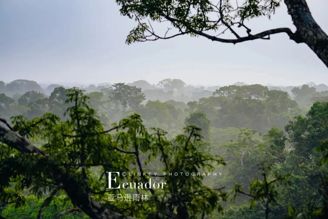 晨雾中的亚马逊雨林