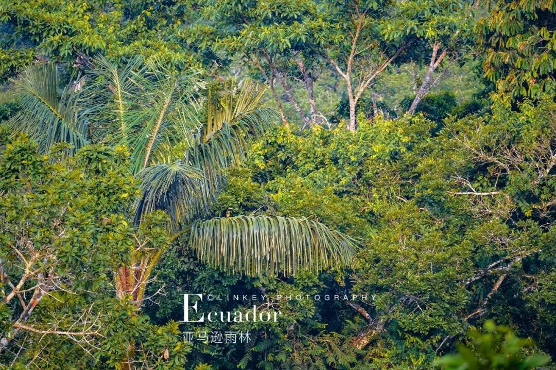 亚马逊雨林探索旅行影像 21