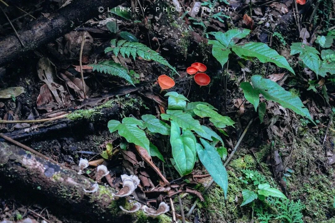 亚马逊雨林探索旅行影像 33