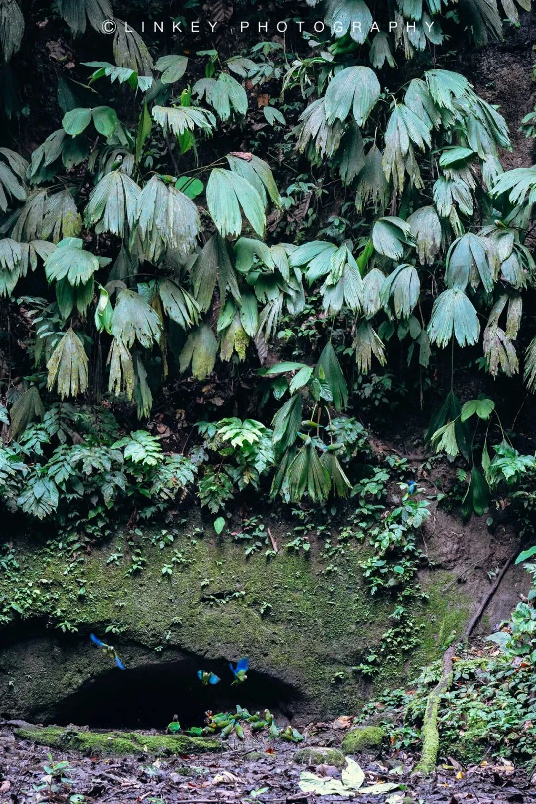 亚马逊雨林探索旅行影像 52