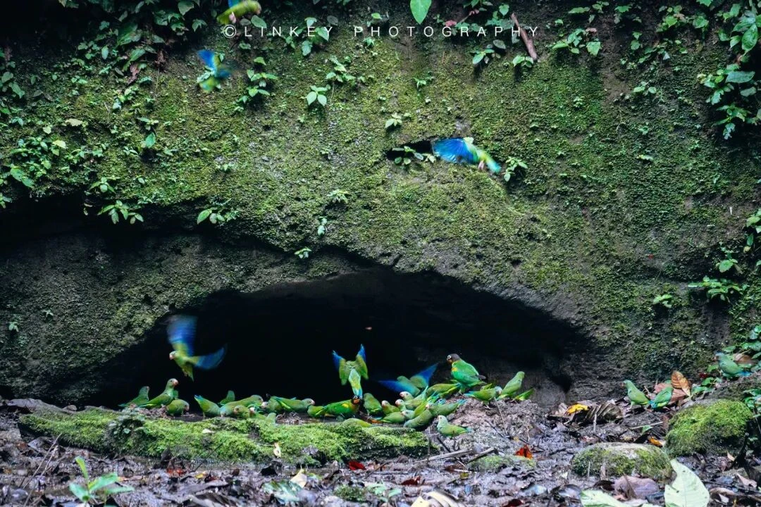亚马逊雨林探索旅行影像 53