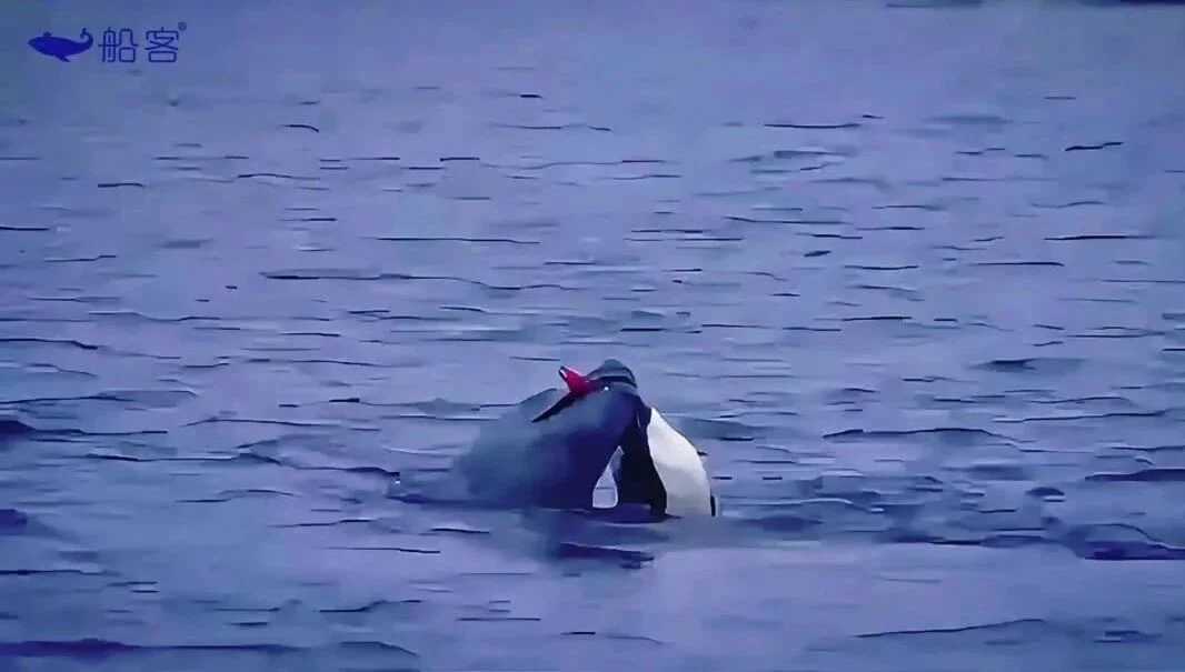 南极海域野生动物观察画面