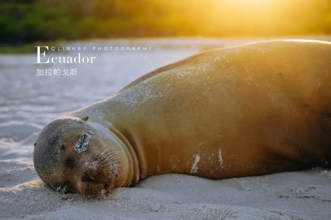 加拉帕戈斯日落时分的海狮