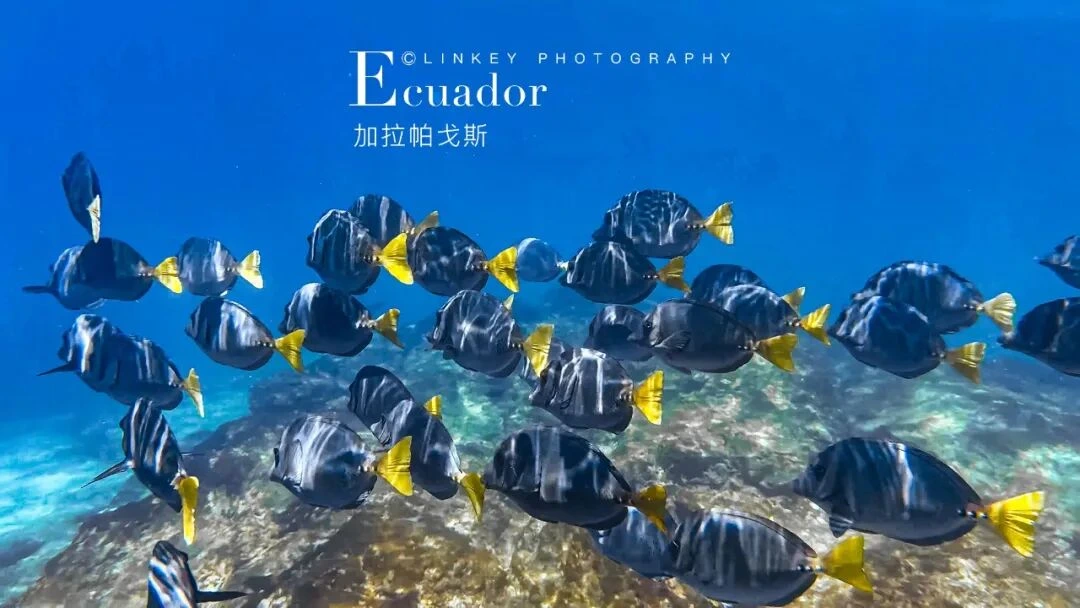 加拉帕戈斯全览旅行影像 6