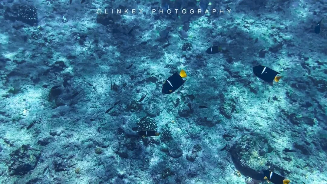加拉帕戈斯浮潜旅行影像 3