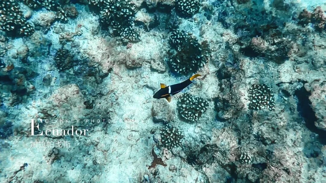 加拉帕戈斯浮潜旅行影像 4