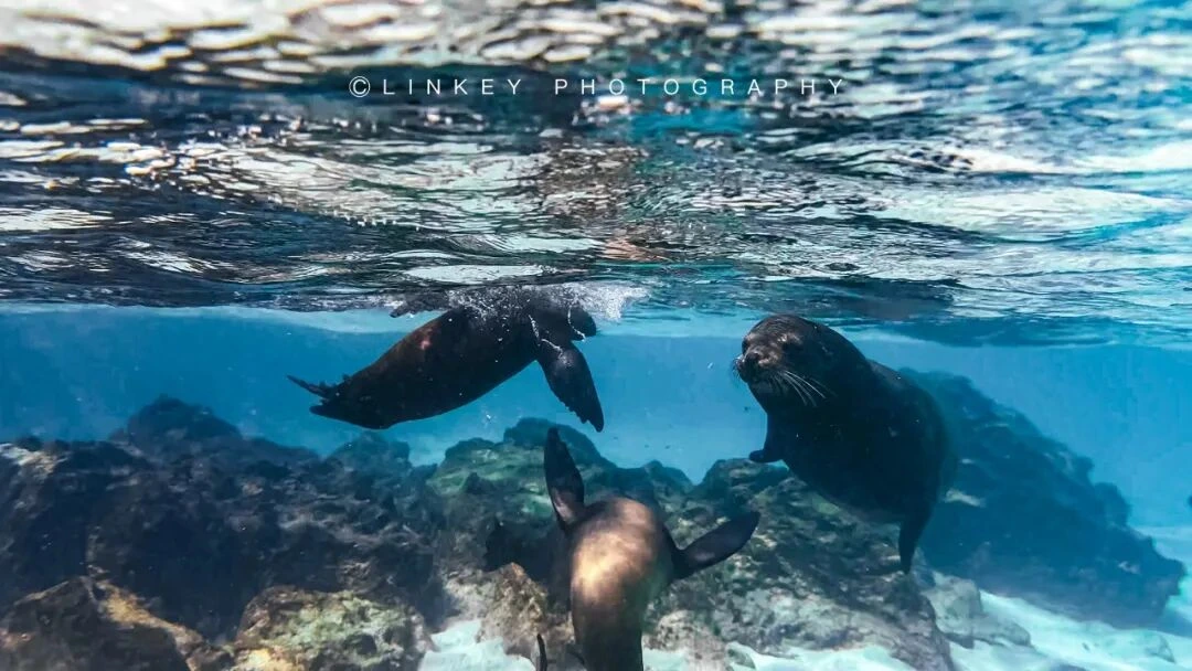 加拉帕戈斯浮潜旅行影像 10