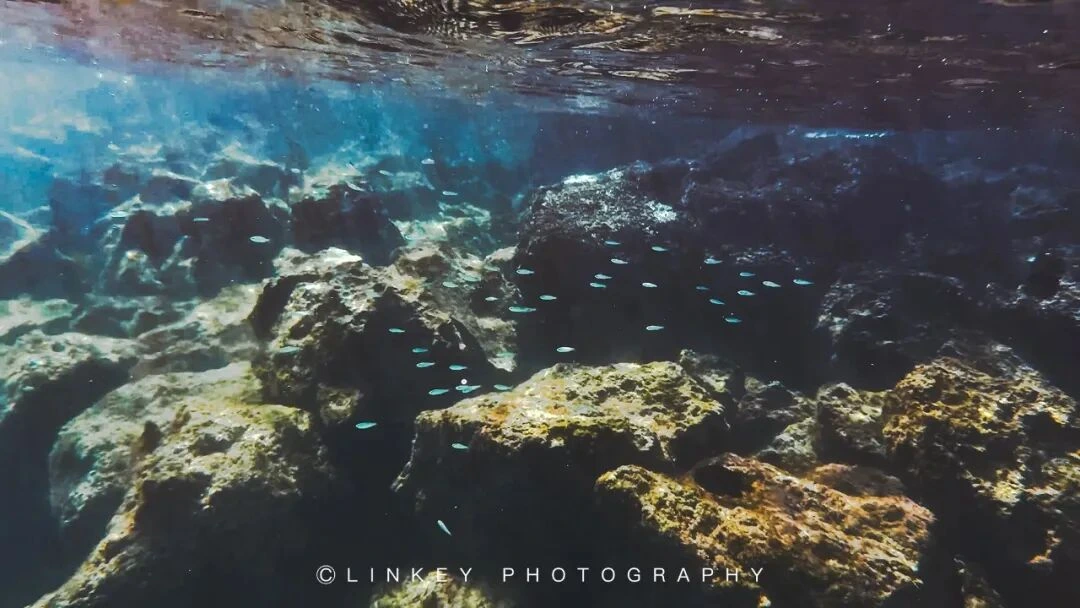 加拉帕戈斯浮潜旅行影像 11