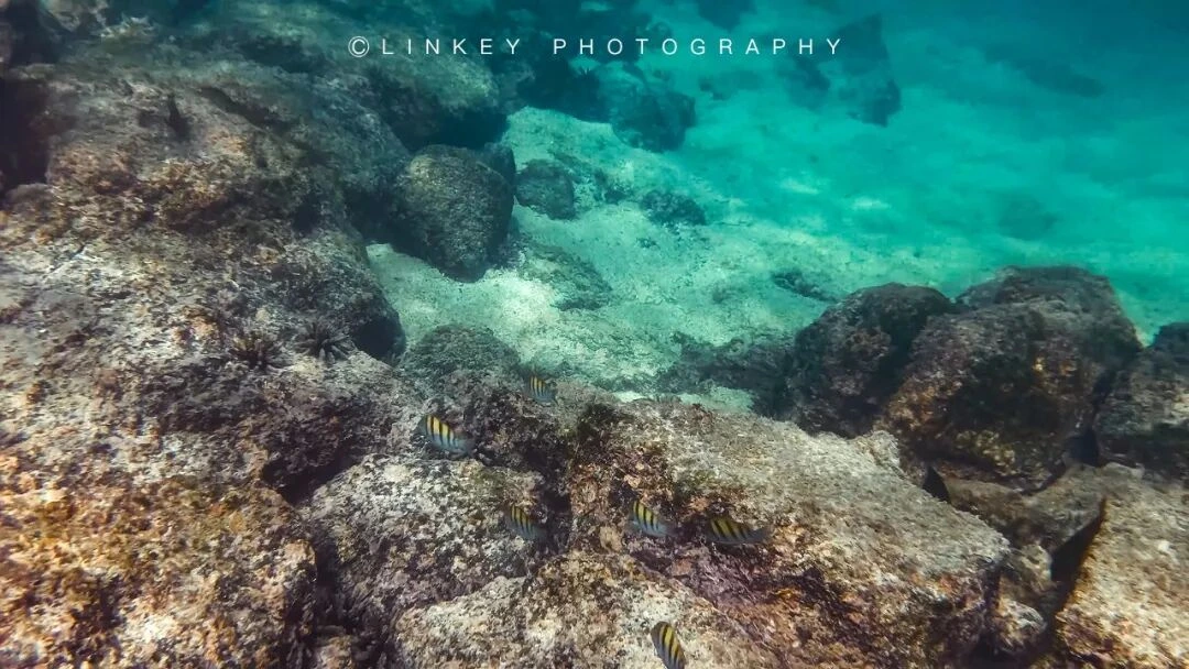 加拉帕戈斯浮潜旅行影像 17