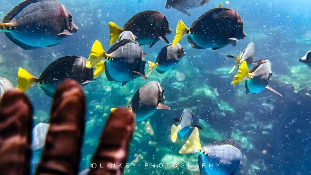 加拉帕戈斯浮潜旅行影像 33