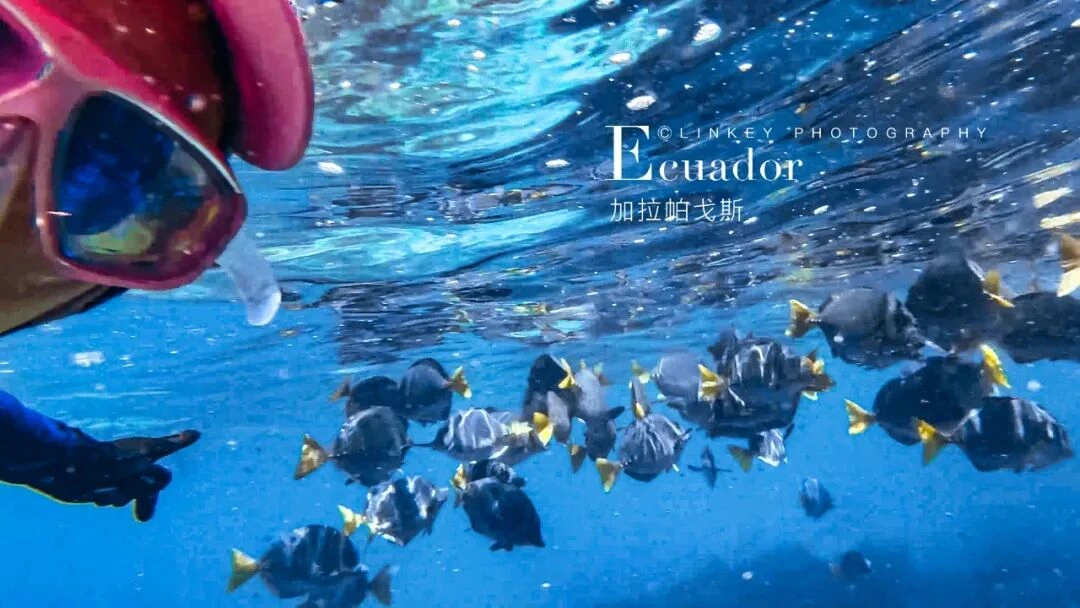 加拉帕戈斯浮潜旅行影像 39