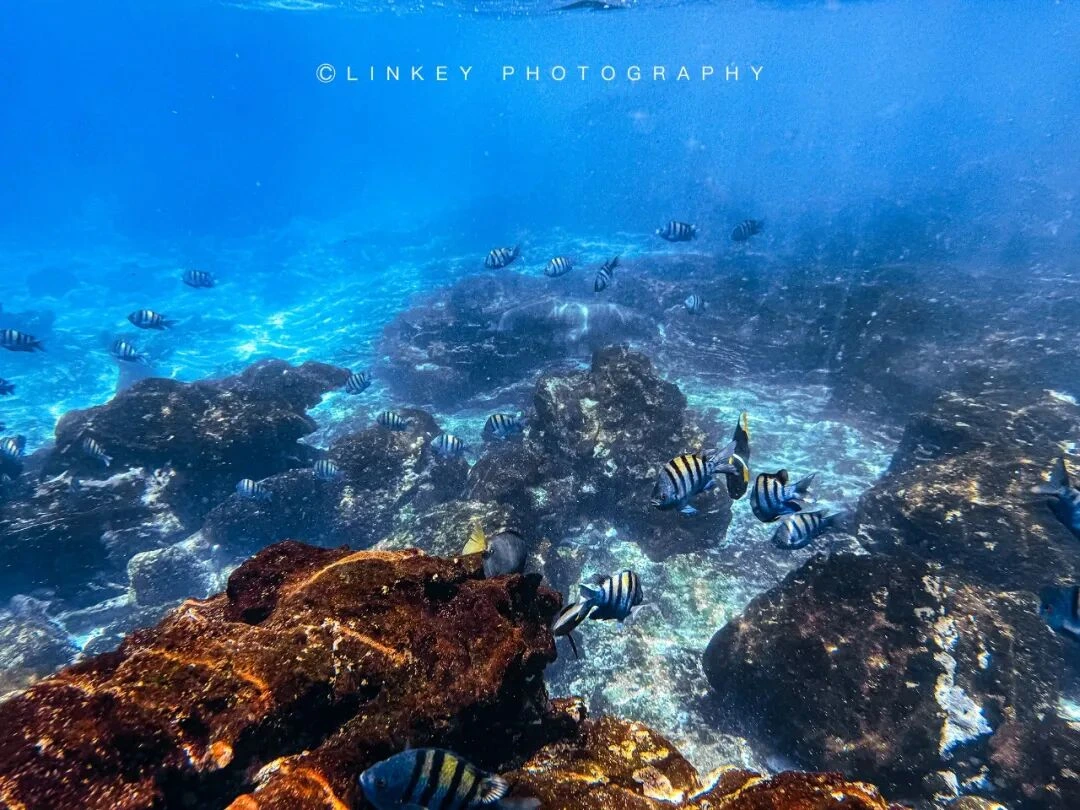 加拉帕戈斯浮潜旅行影像 44