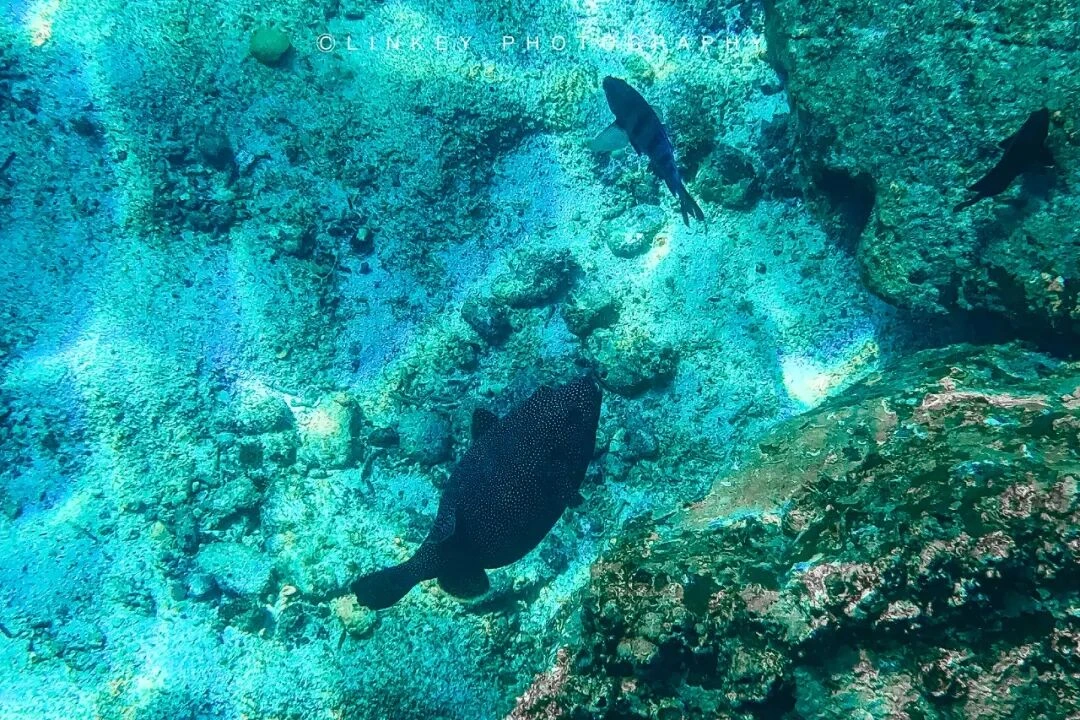 加拉帕戈斯浮潜旅行影像 45