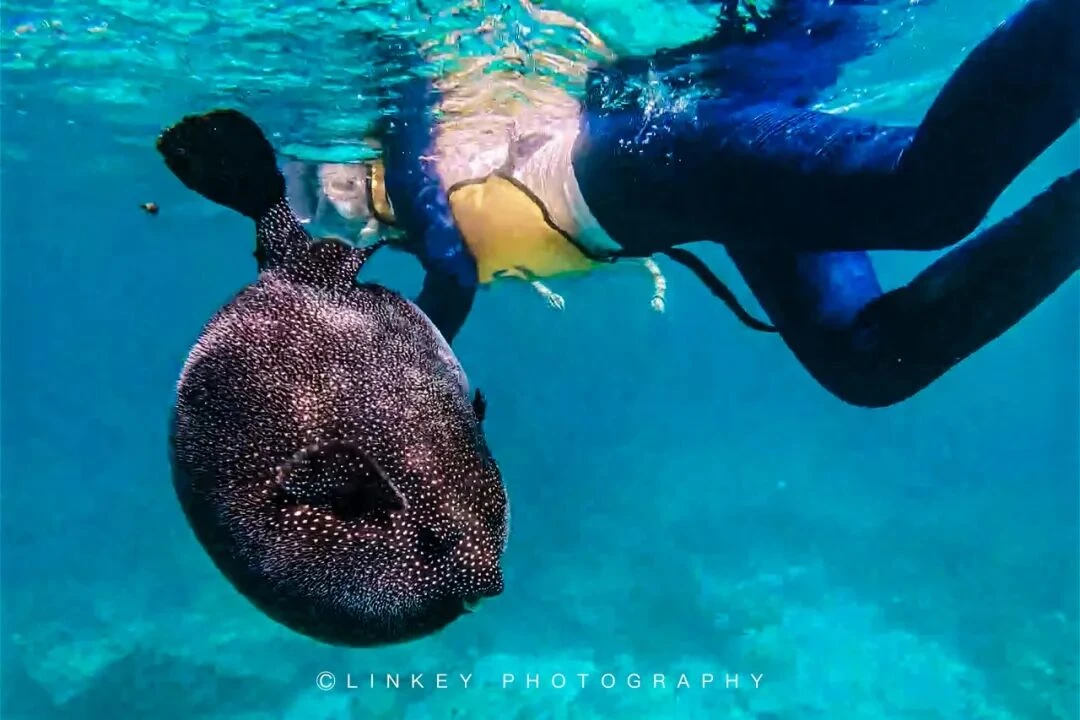 加拉帕戈斯浮潜旅行影像 48