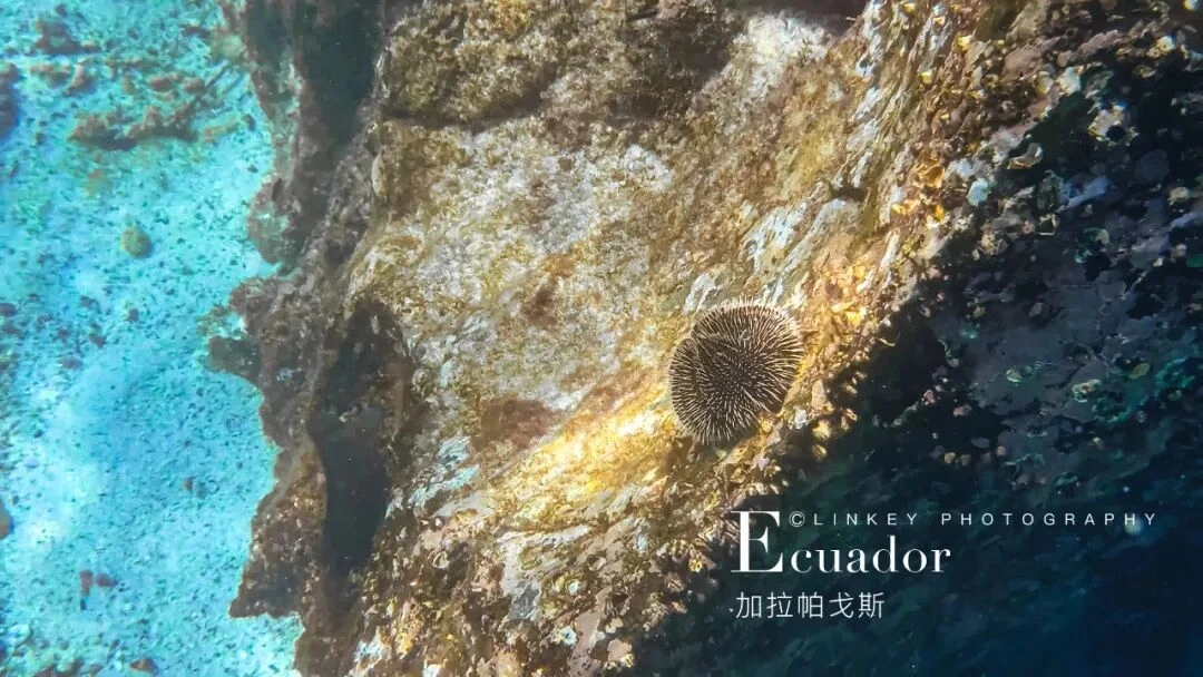 加拉帕戈斯浮潜旅行影像 50