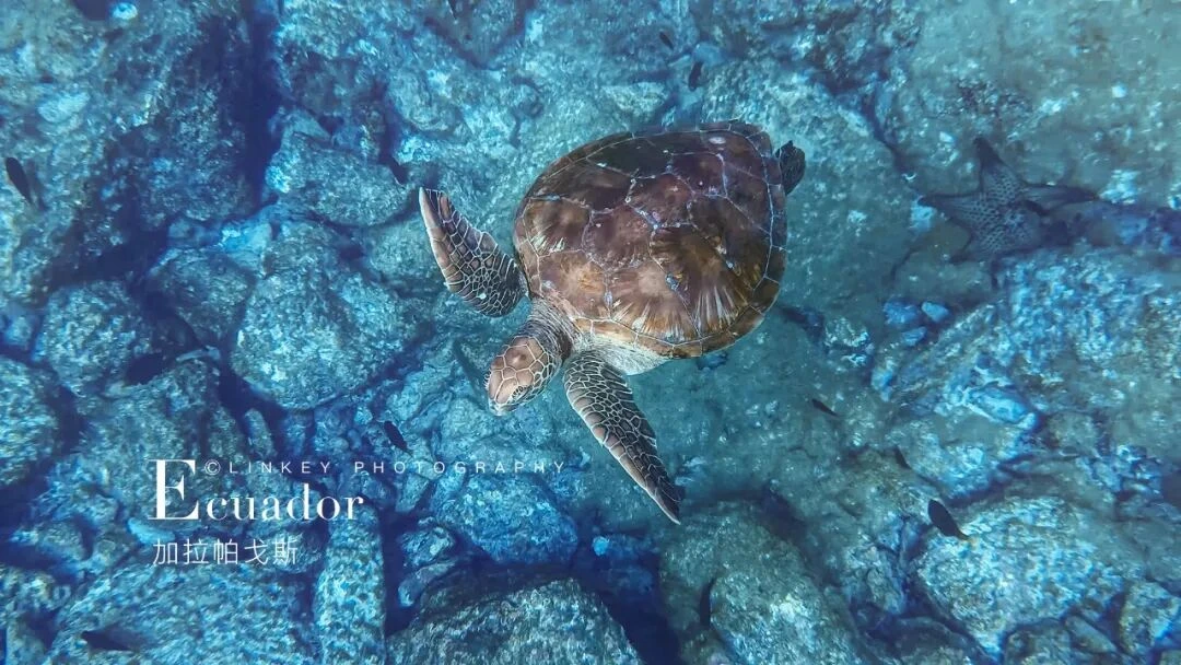 加拉帕戈斯浮潜旅行影像 52
