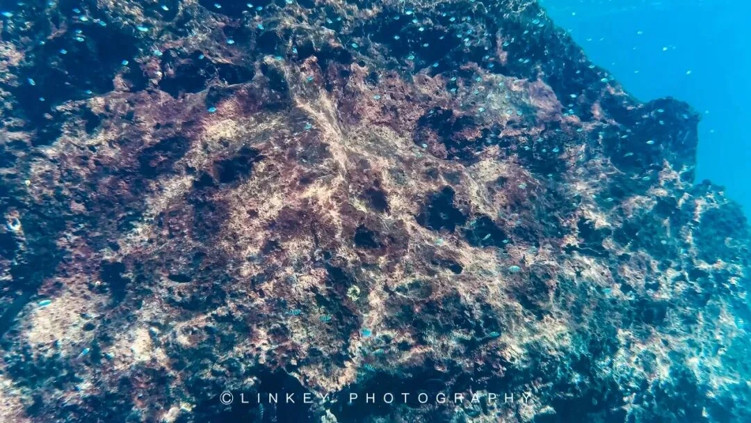 加拉帕戈斯浮潜旅行影像 54