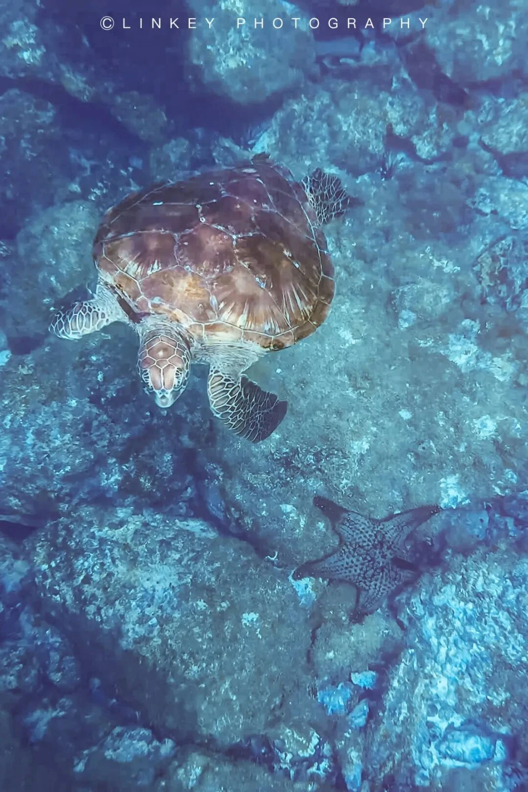 加拉帕戈斯浮潜旅行影像 55