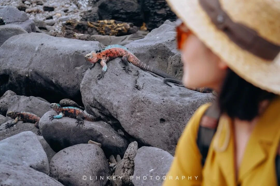 加拉帕戈斯旅行影像 112