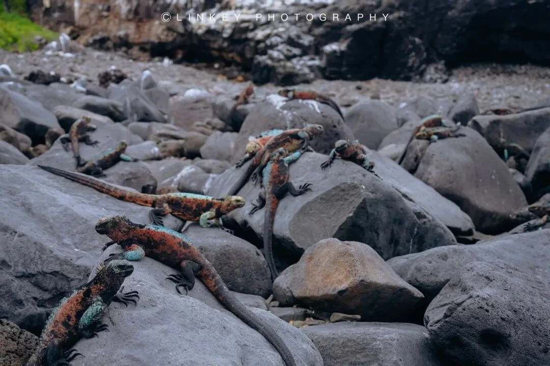 加拉帕戈斯旅行影像 114