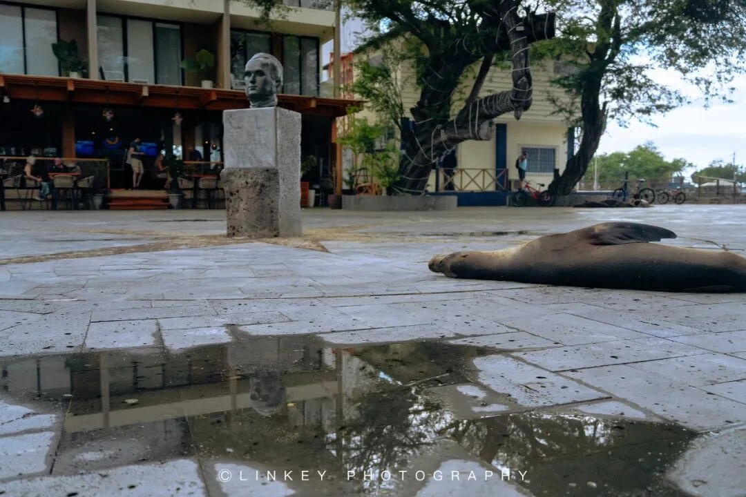 加拉帕戈斯旅行影像 157