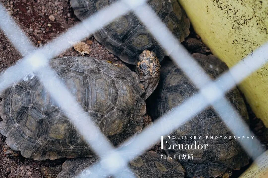 加拉帕戈斯旅行影像 181