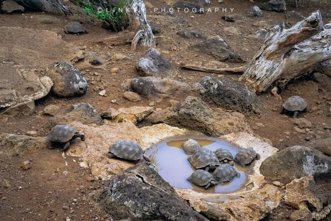 加拉帕戈斯旅行影像 182