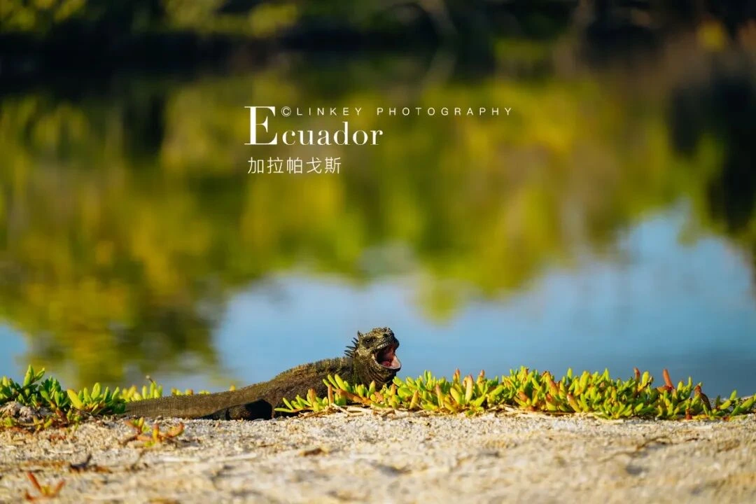 加拉帕戈斯旅行影像 41