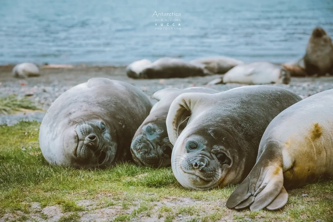 休息中的海豹