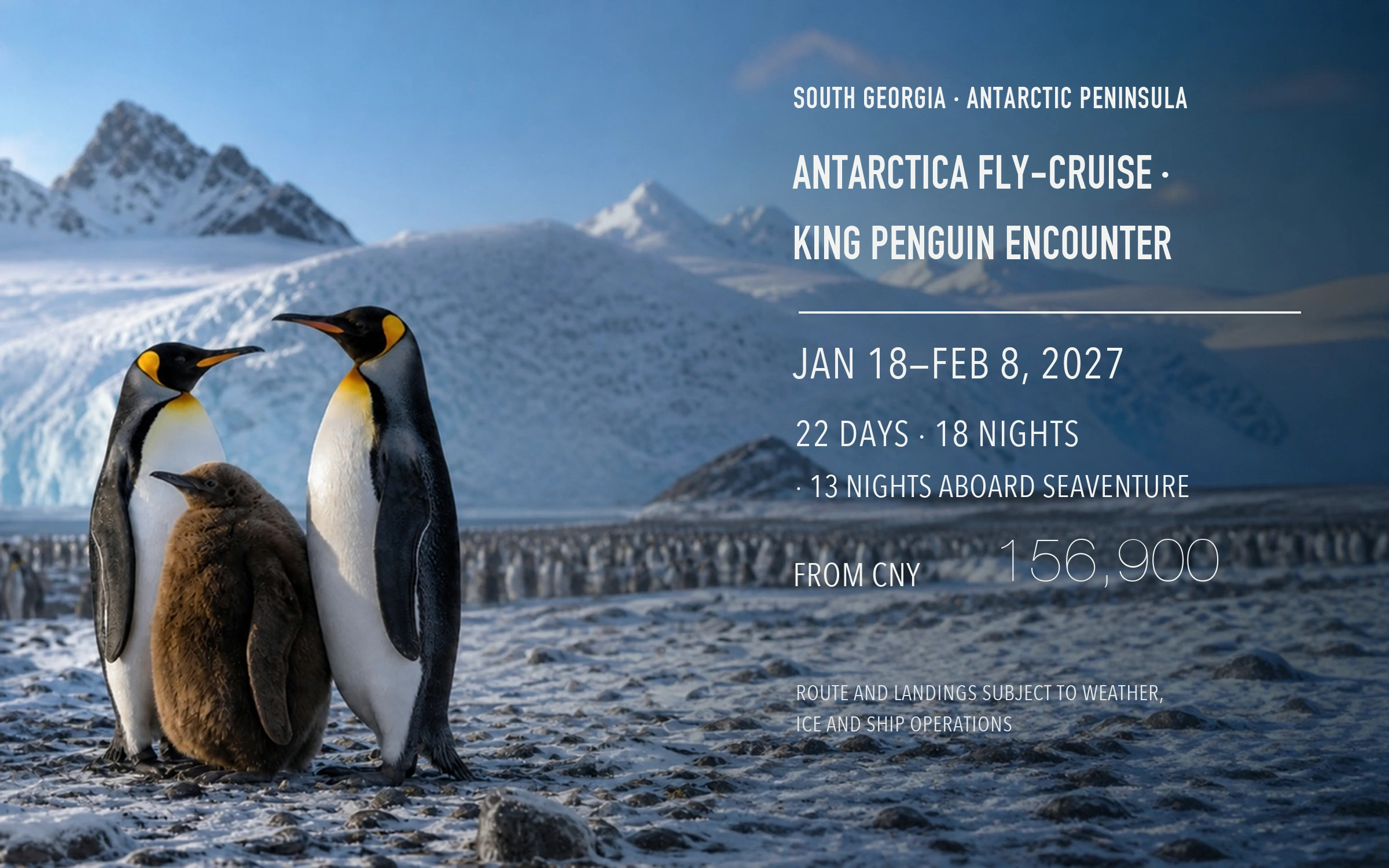 Fly-cruise Antarctica · King penguin encounter