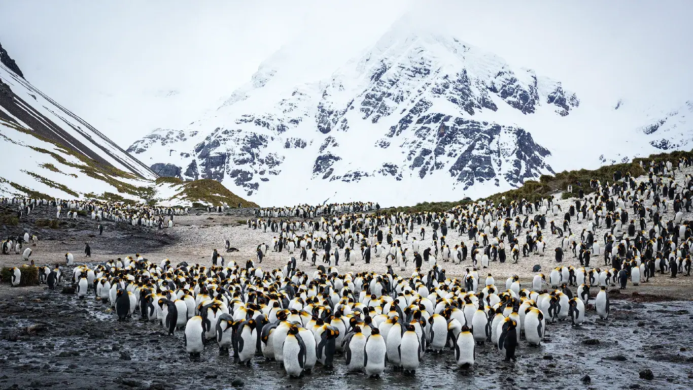 ponant-2026-12-19-le-bor-al-antarctica-the-great-austral-loop-bo201226-9 · 南极航线景观