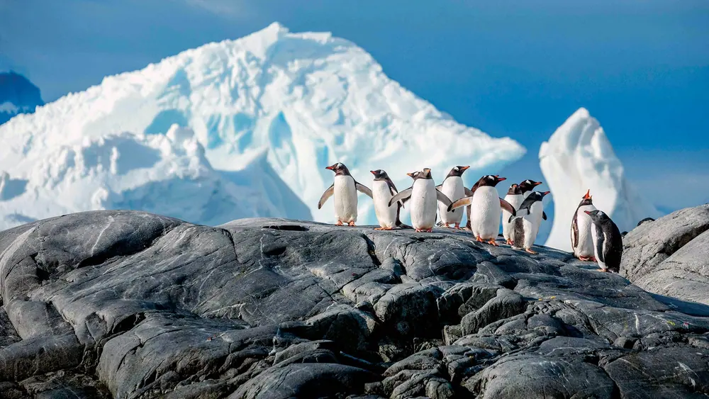Antarctica Expedition 冰川海湾