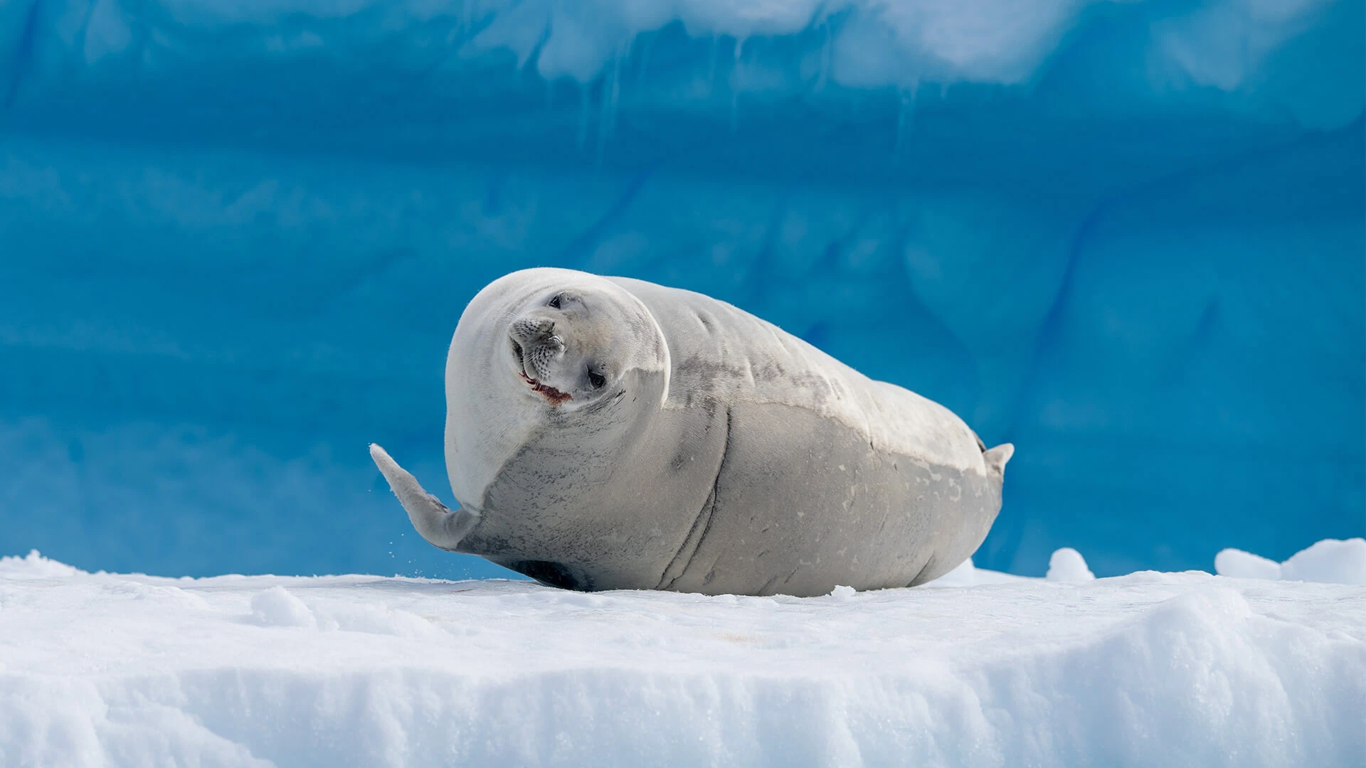SH Vega · 12-Day Weddell Sea and Antarctic Peninsula Cruise, Jan 22, 2027