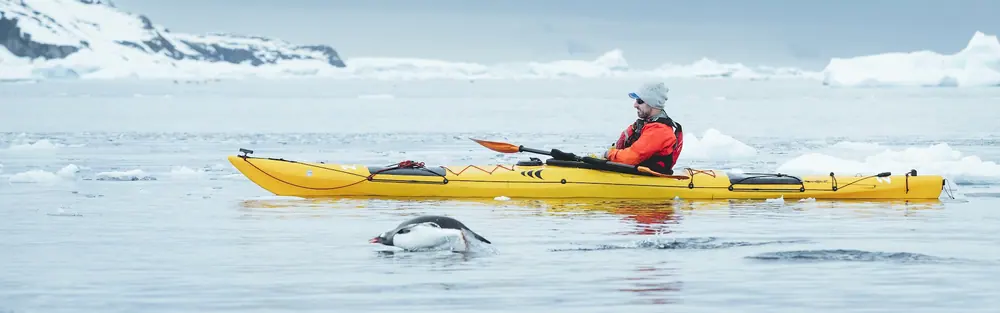 swan-2026-12-19-sh-diana-antarctic-peninsula-odyssey-cruise-2026-12-19 · 极地野生动物