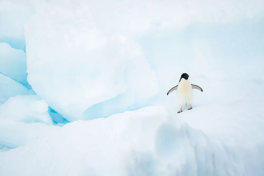 aurora-2026-12-18-sylvia-earle-across-the-antarctic-circle · 极地野生动物