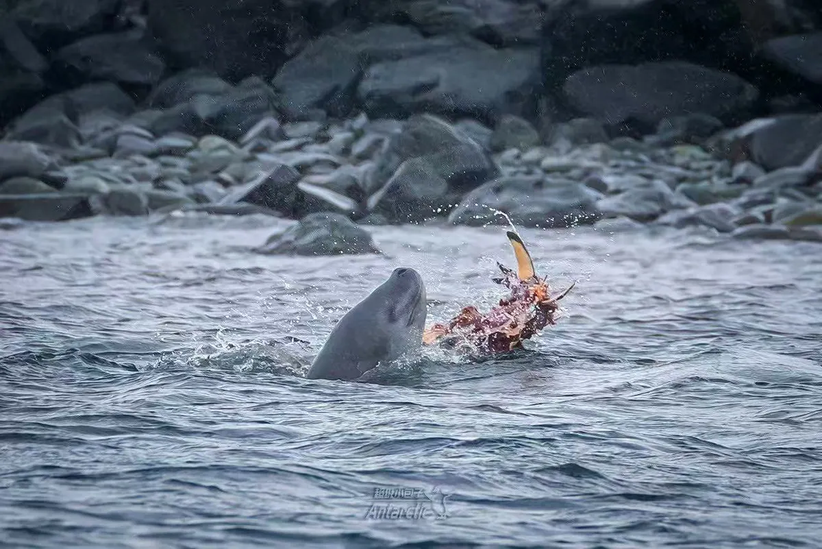Whale in Antarctic waters
