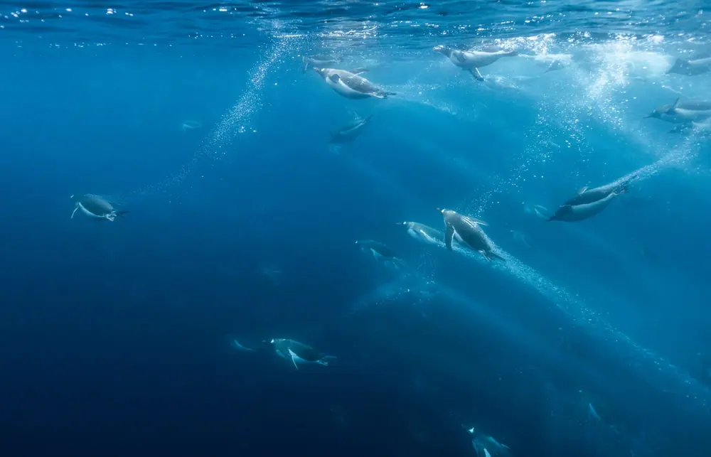 Sylvia Earle 曦珥号 · 14天经典南极半岛 航程画面 3