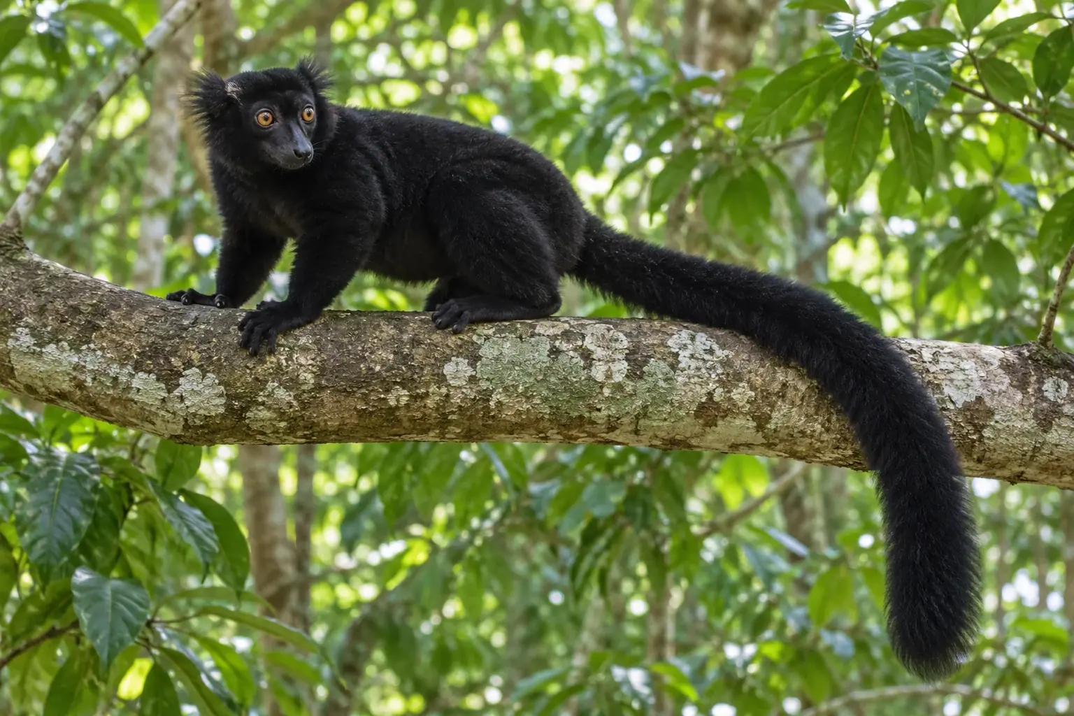 Black lemur
