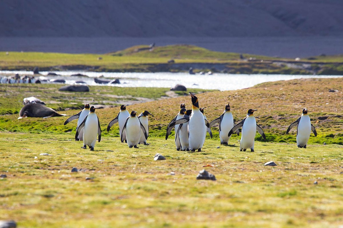World Traveller · 17-Day Falkland Islands and Antarctic Peninsula Cruise, Mar 13, 2027