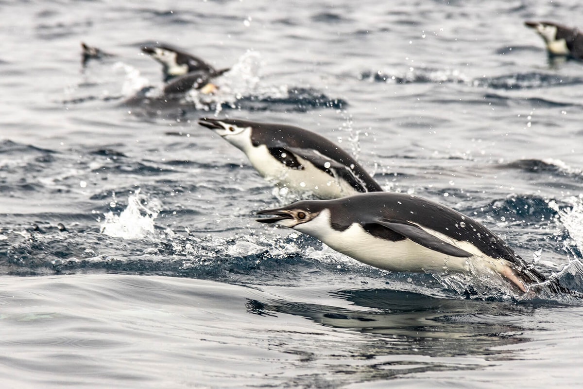 World Traveller · 13-Day Antarctic Circle and Peninsula Cruise, Dec 1, 2027