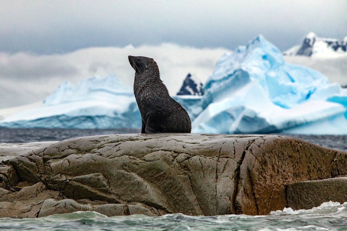World Navigator · 10-Day Classic Antarctic Peninsula Cruise, Dec 14, 2027