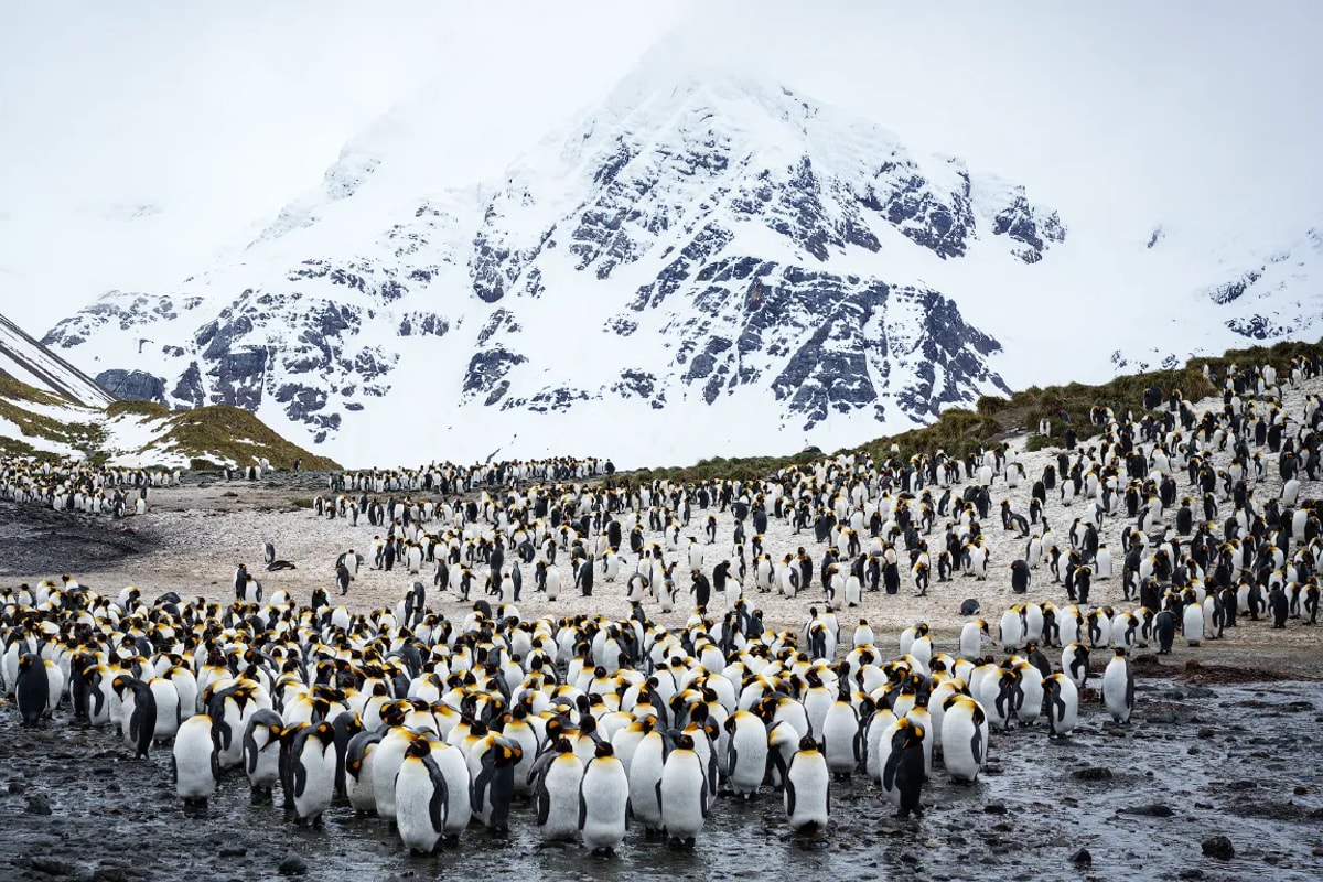 Le Commandant Charcot · 14-Day Weddell Sea Emperor Penguin Cruise, Dec 15, 2027