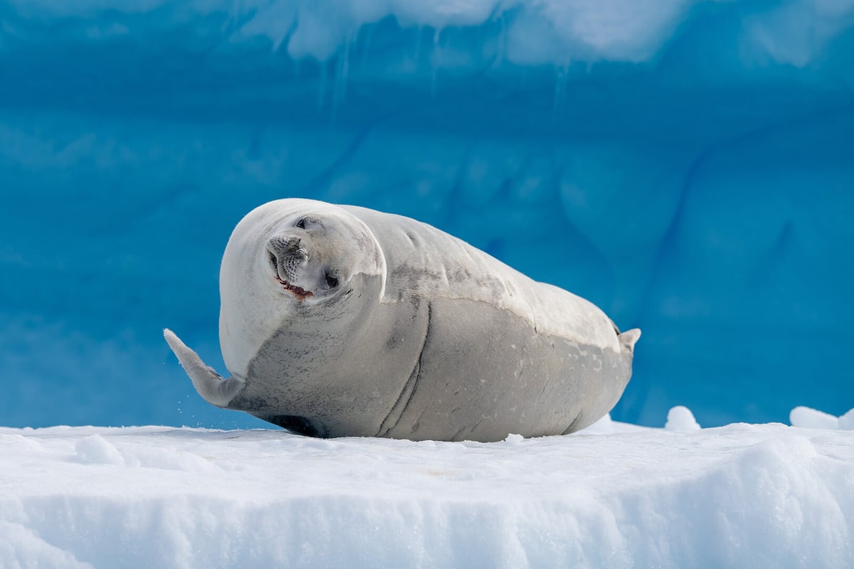 Ultramarine · 12-Day Classic Antarctic Peninsula Cruise, Dec 17, 2026