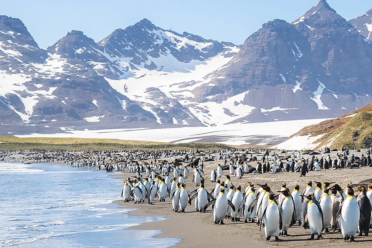 Seabourn Pursuit · 21-Day Falkland Islands, South Georgia and Antarctic Peninsula Cruise, Nov 21, 2026