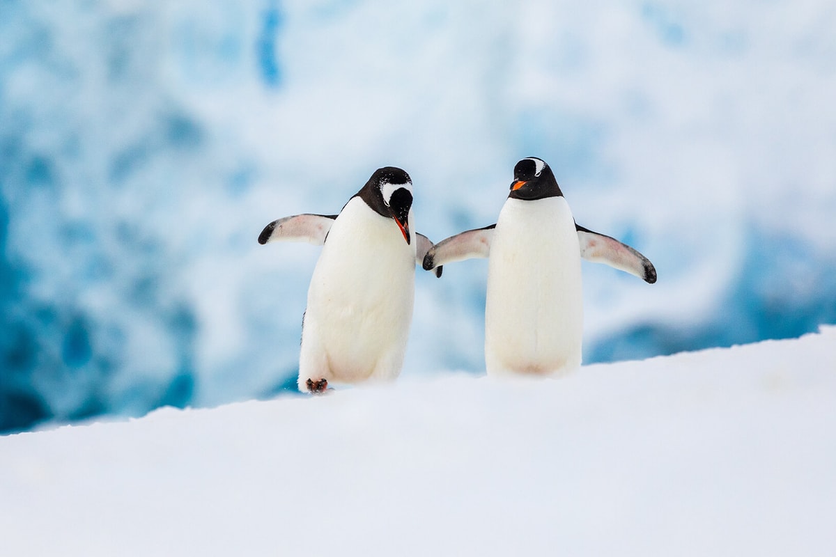 SH Vega · 10-Day Classic Antarctic Peninsula Cruise, Dec 4, 2026